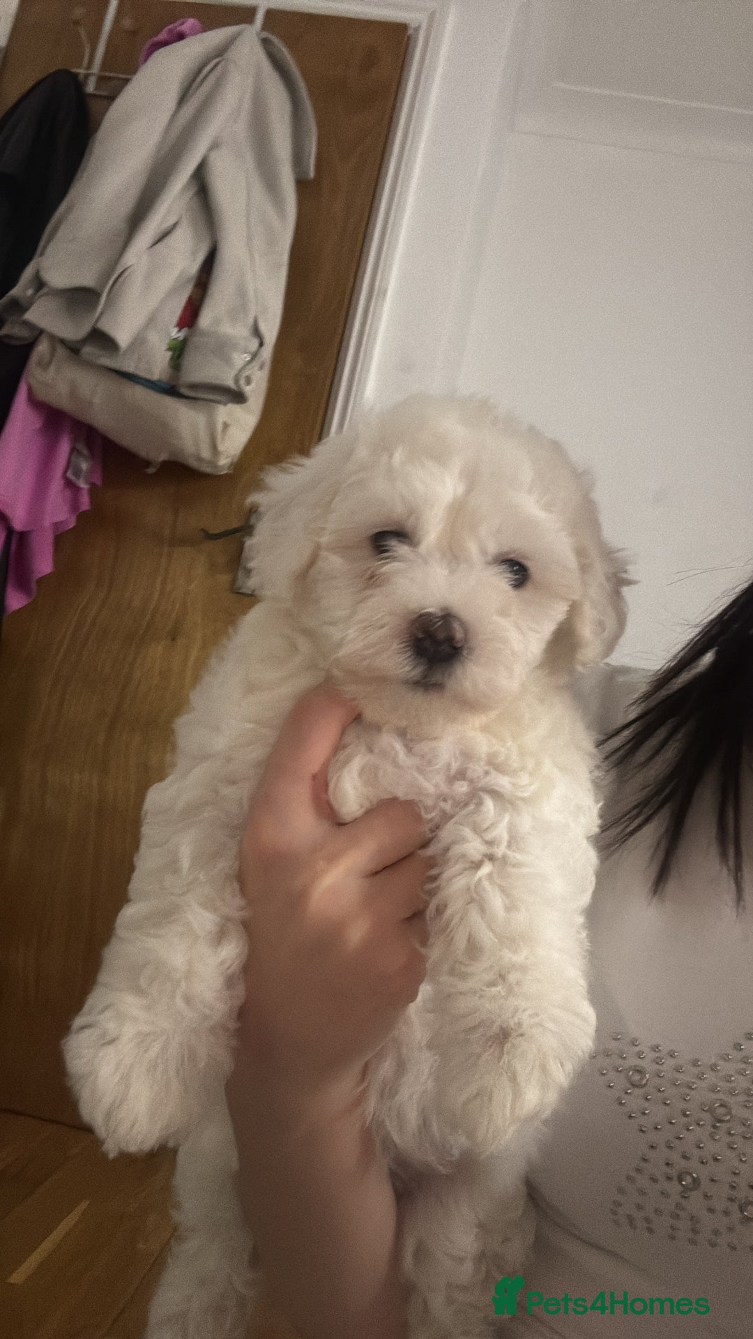 Bichon Frise dogs for sale:  bichon puppies for sale  - Advert 4