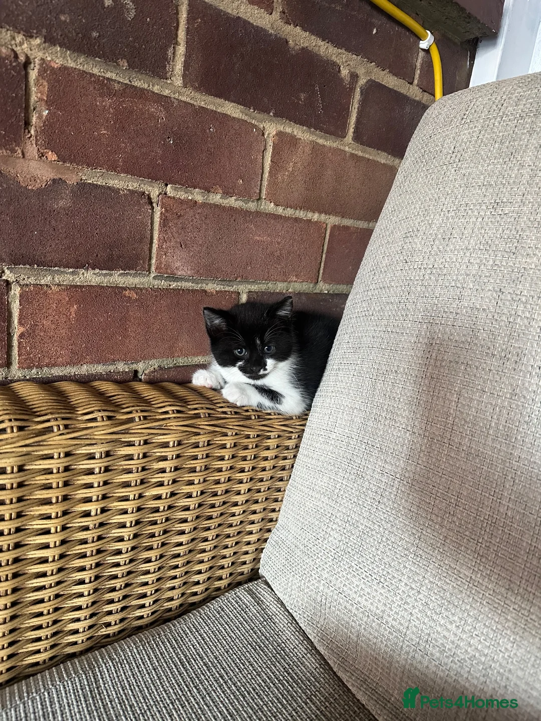 Mixed Breed cats for sale: Kittens for sale - Advert 2