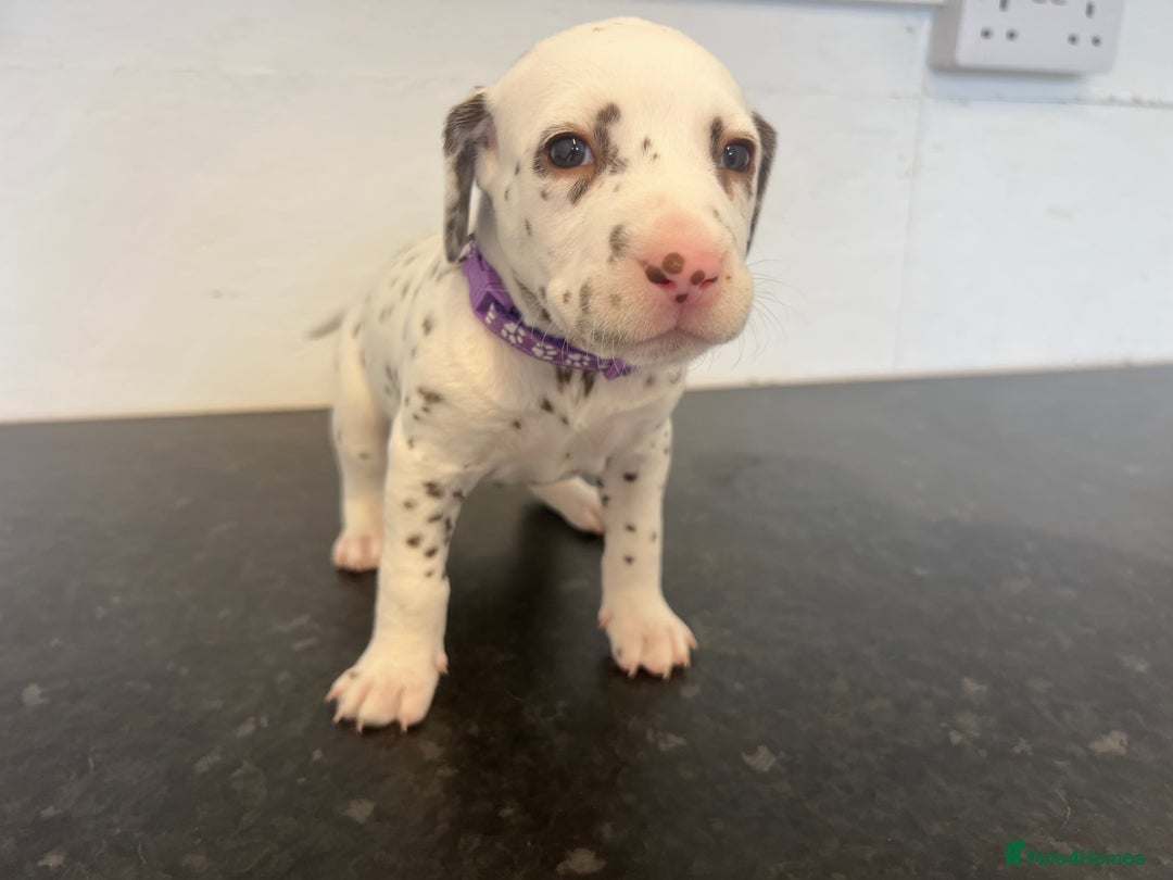 Dalmatian dogs for sale: 🐶 Stunning Dalmatian Puppies Ready 28th August 🐶 - Image 3