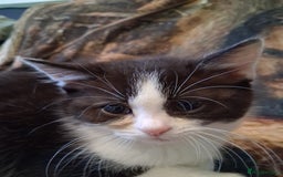 Mixed Breed cats for sale: Scottish straight cross kittens  - Image 4