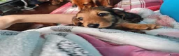 Miniature Dachshund dogs for sale: Gorgeous Miniature Dachshund Puppies in York - Advert 14
