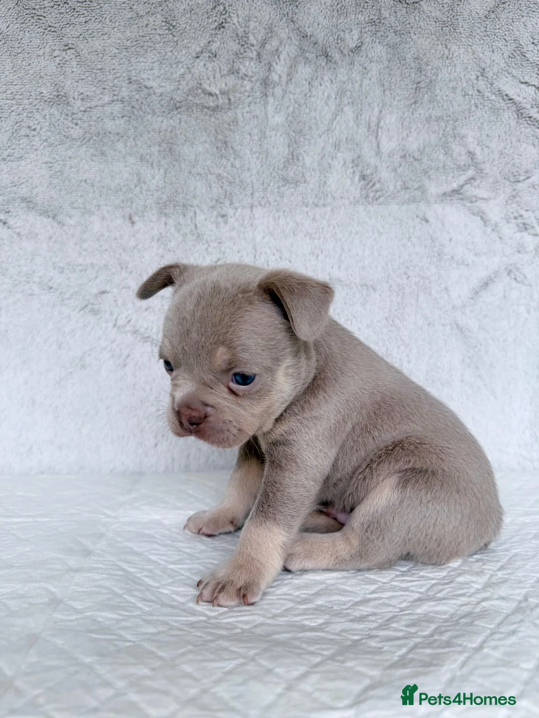 French Bulldog dogs for sale: KC registered new shade French Bulldog puppies - Advert 18