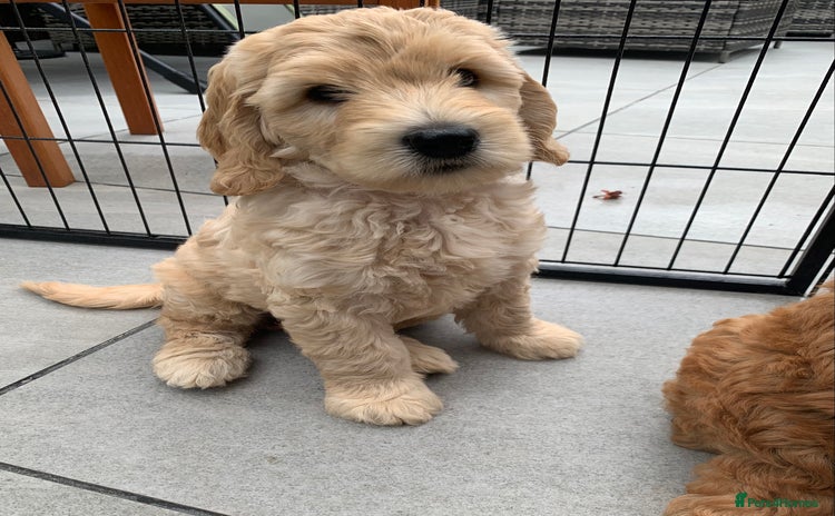 Mixed Breed dogs in Dunstable - Advert 1