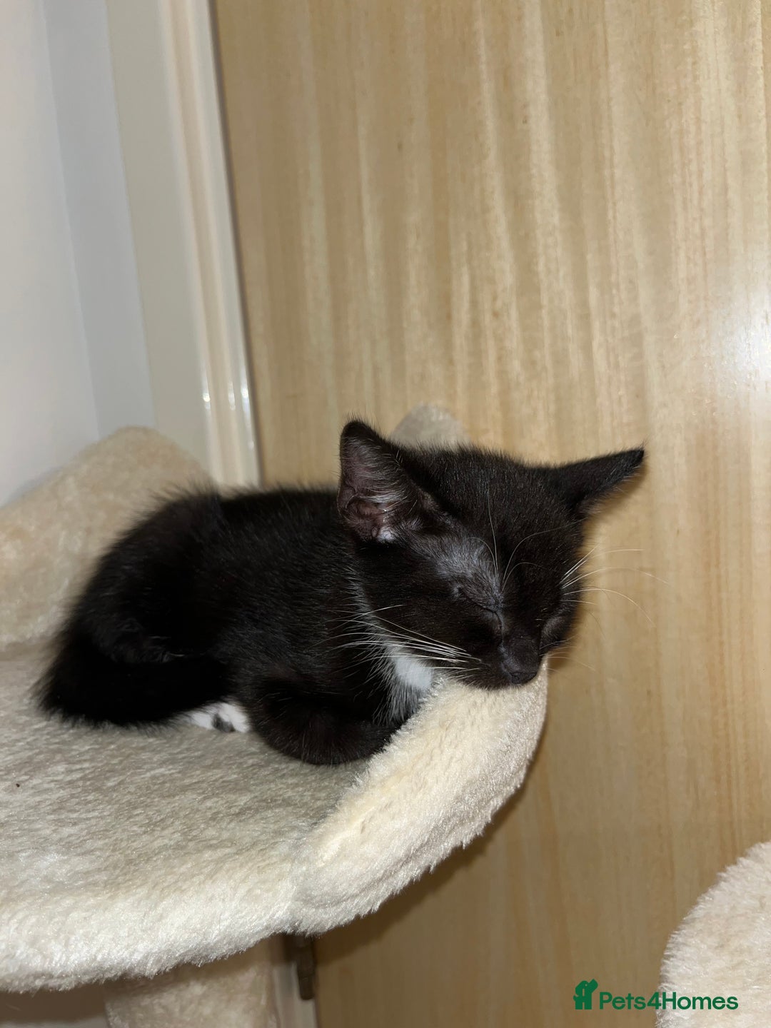 Mixed Breed cats for sale: Adorable kittens ready for loving homes! - Image 22