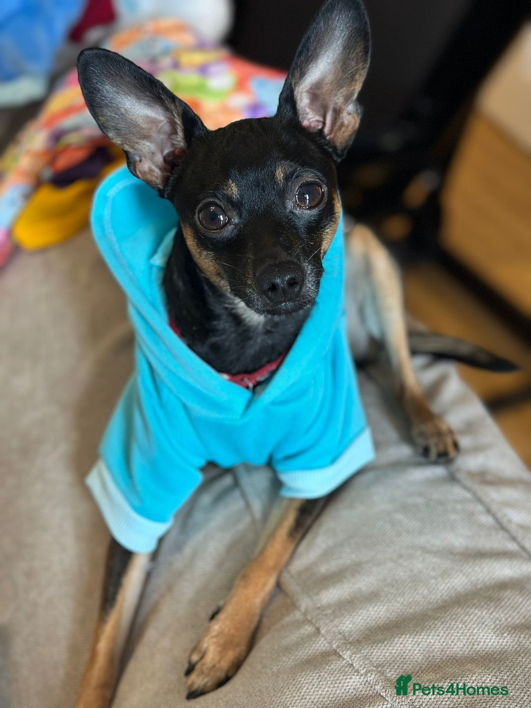 Miniature Pinscher dogs for stud: Mini Pincher - Enfield - Image 3