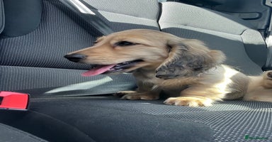 Miniature Dachshund dogs - Advert 4