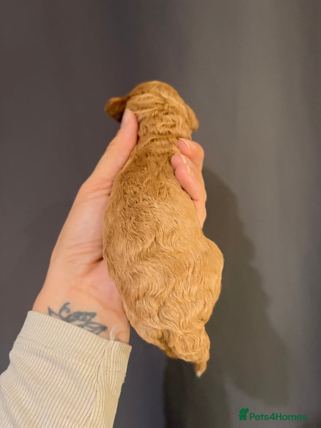 Goldendoodle dogs for sale: Superb litter of Mini Goldendoodle puppies  - Image 4