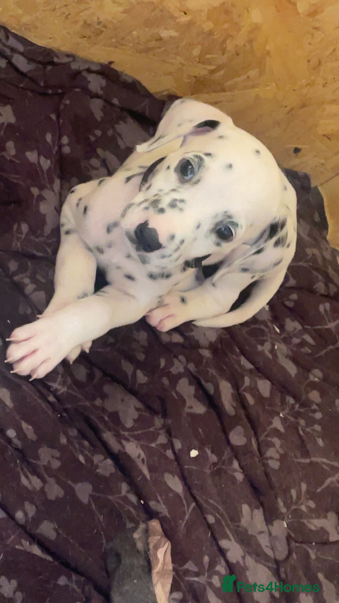 Dalmatian dogs for sale: Male Dalmatian puppy - Image 5
