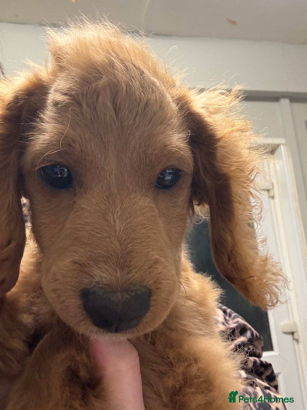 Cockapoo dogs for sale: Minnie moo cockapoo  - Advert 1