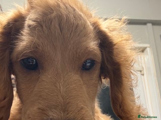 Cockapoo dogs Minnie moo cockapoo - Advert 3