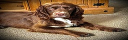 Sprocker dogs for stud: Health tested sprocker for stud in Shrewsbury - Advert 3