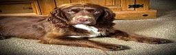 Sprocker dogs for stud: Health tested sprocker for stud in Shrewsbury - Advert 3