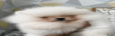 Pomeranian Puppy 1