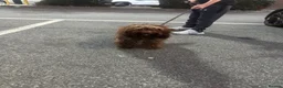 Cockapoo dogs for sale: Archi - Advert 1