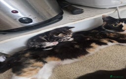 Domestic Shorthair cats for sale: Kittens for sale - Image 2