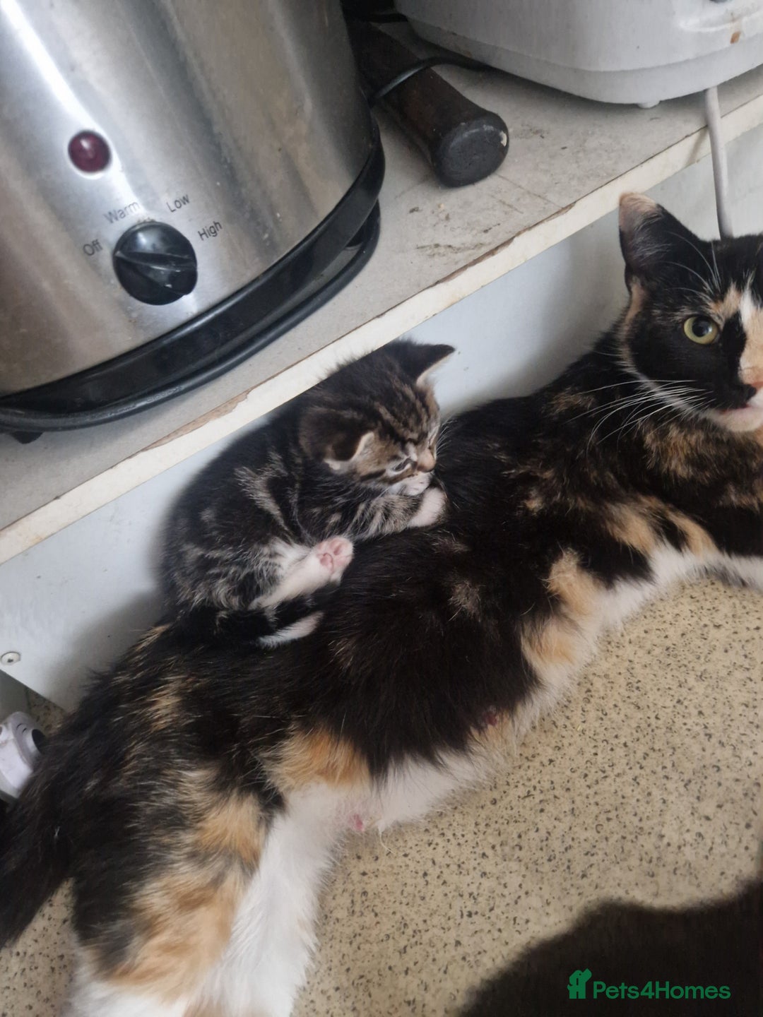 Domestic Shorthair cats for sale: Kittens for sale - Image 2