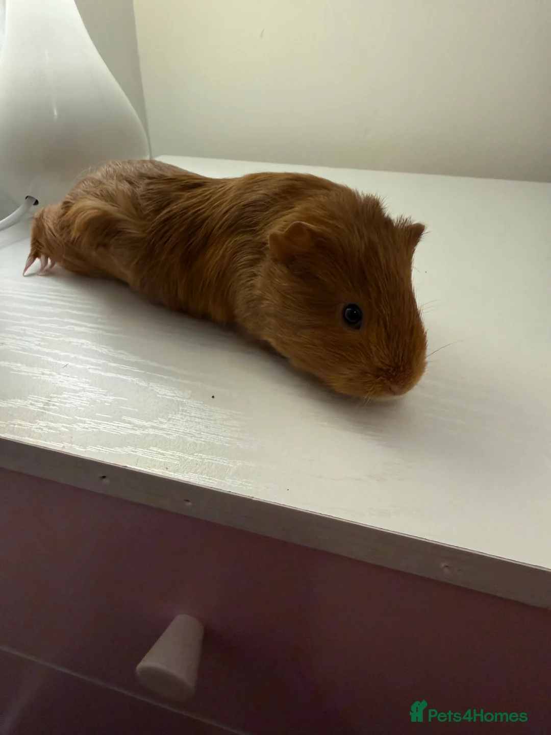 Guinea Pig rodents for sale: Baby guinea pigs  - Advert 1