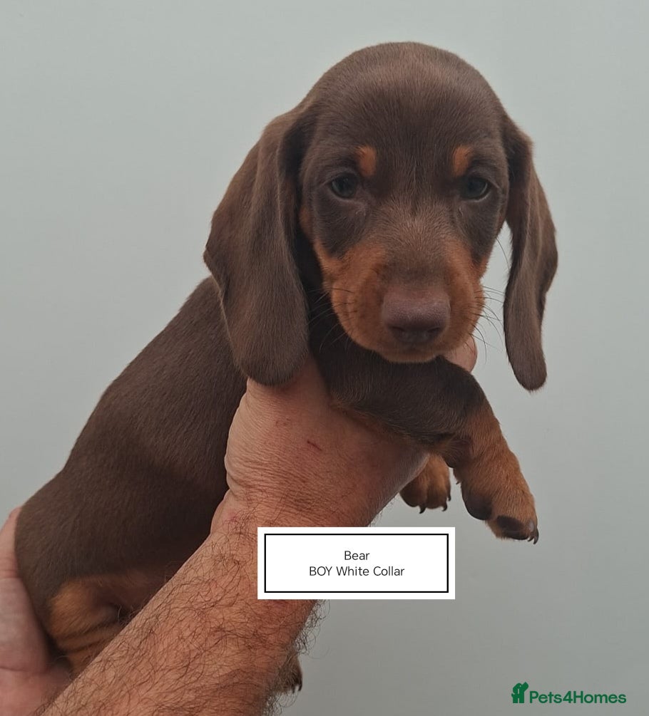 Dachshund dogs Pra Clear Minature Daushaund Puppies.  - Advert 1