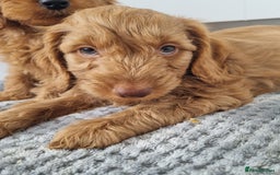 Cockapoo dogs for sale: Red and apricot F1 Cockapoo puppies  - Image 11