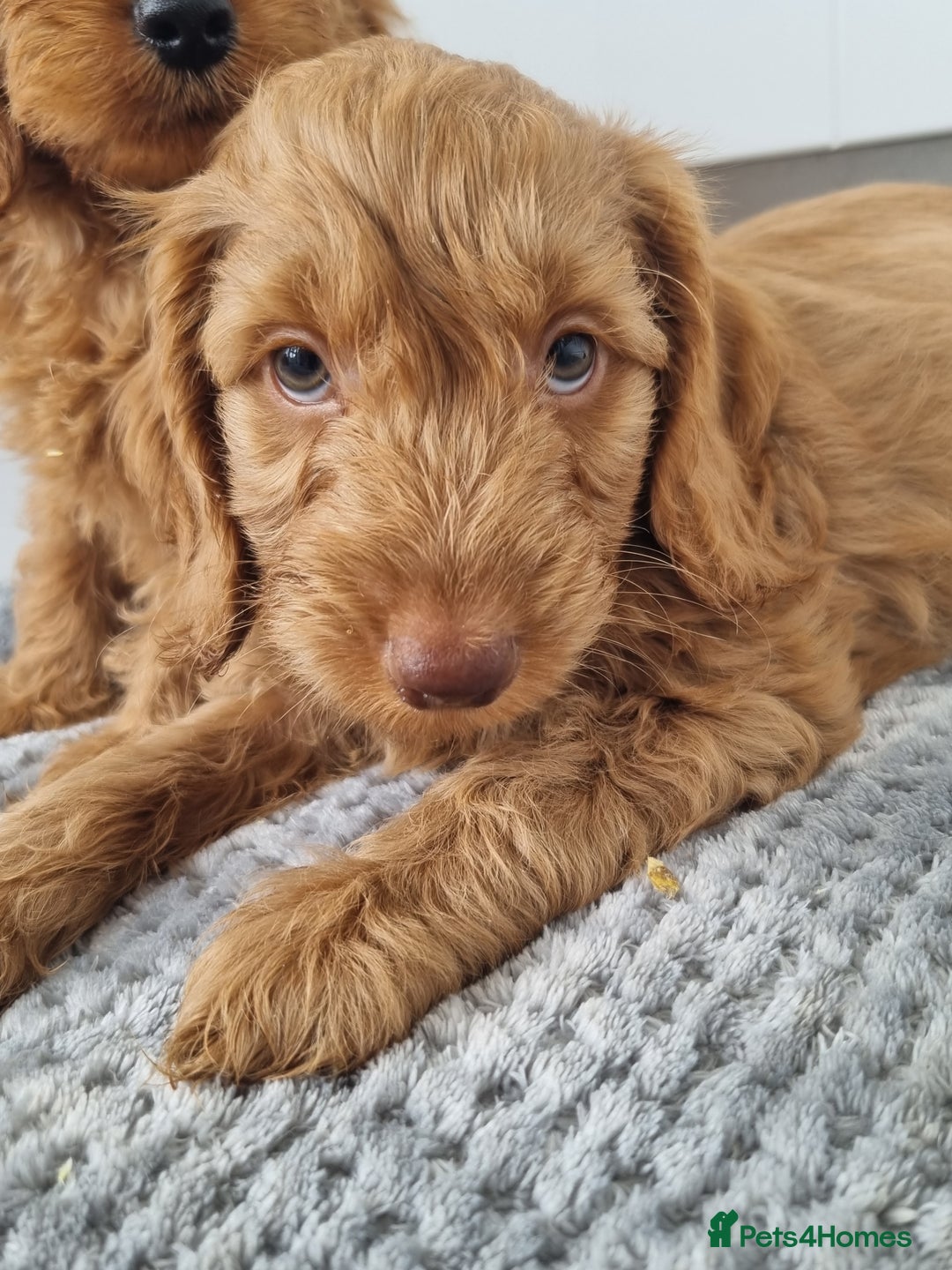 Cockapoo dogs for sale: Red and apricot F1 Cockapoo puppies  - Image 11