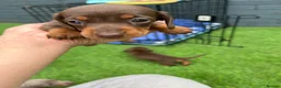 Miniature Dachshund dogs for sale: Miniature dachshund  - Advert 16