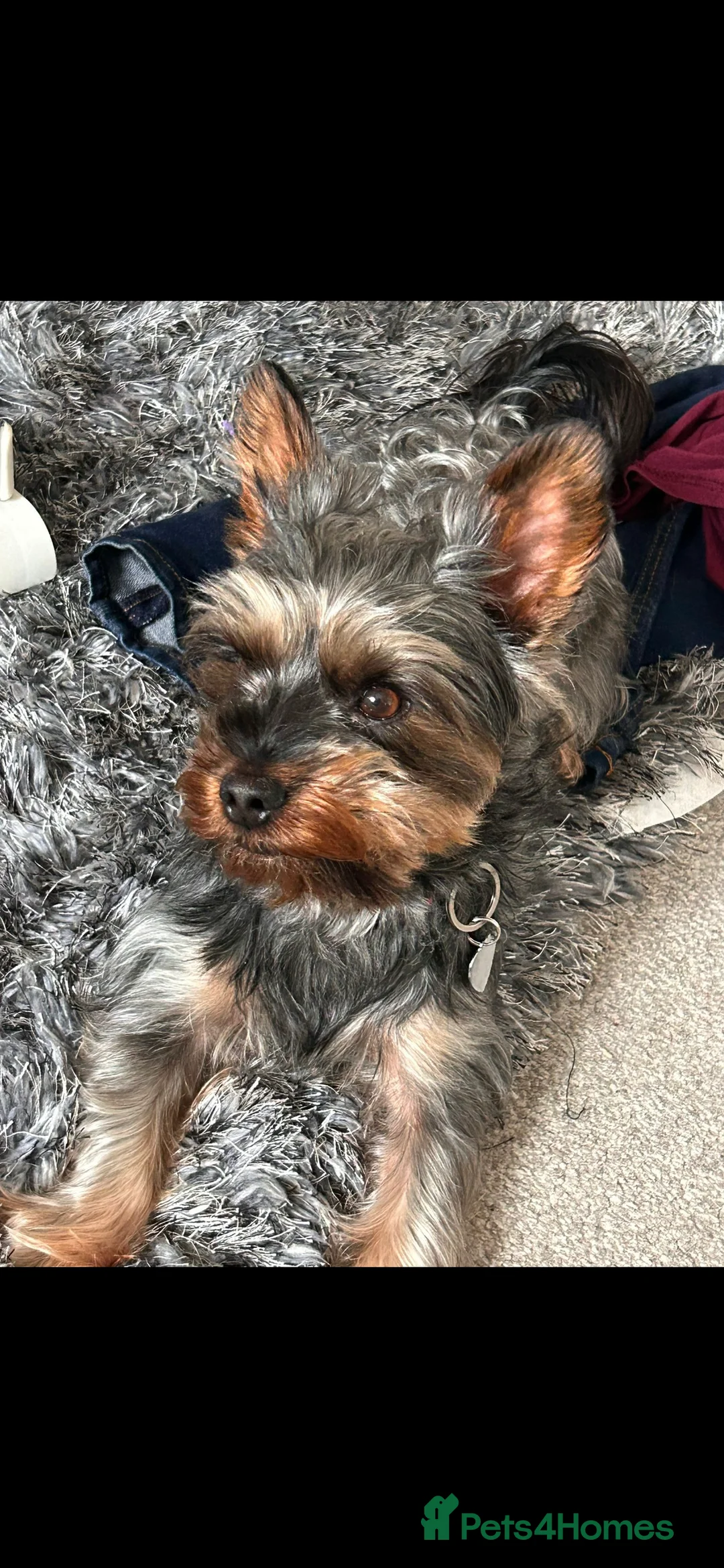 Yorkshire Terrier dogs for sale: 3 beautiful Yorkshire miniature terrier pups in Manchester - Advert 2