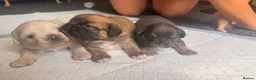 Mixed Breed dogs for sale: Beautiful FrenchiePoo puppies❤️ - Advert 1