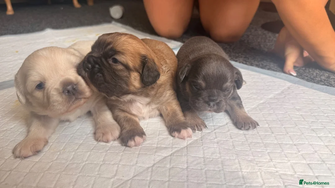 Mixed Breed dogs for sale: Beautiful FrenchiePoo puppies❤️ - Advert 1