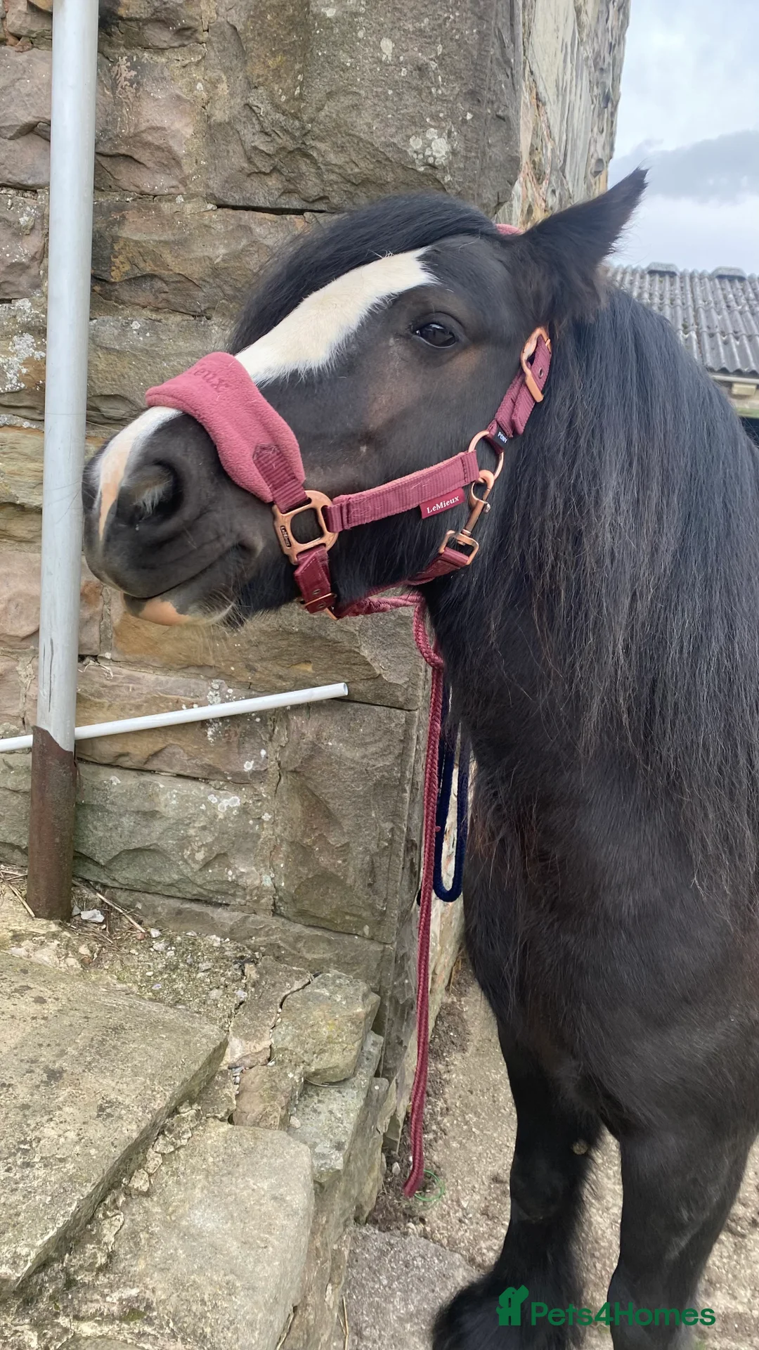 Irish Cob horses for sale: Beautiful mare in Dronfield - Advert 8