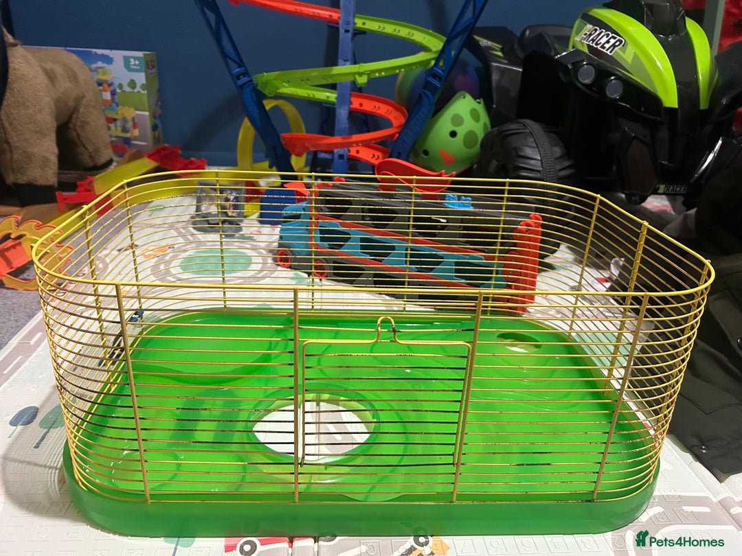 Hamster rodents for sale: Female Syrian Hamster - Advert 11