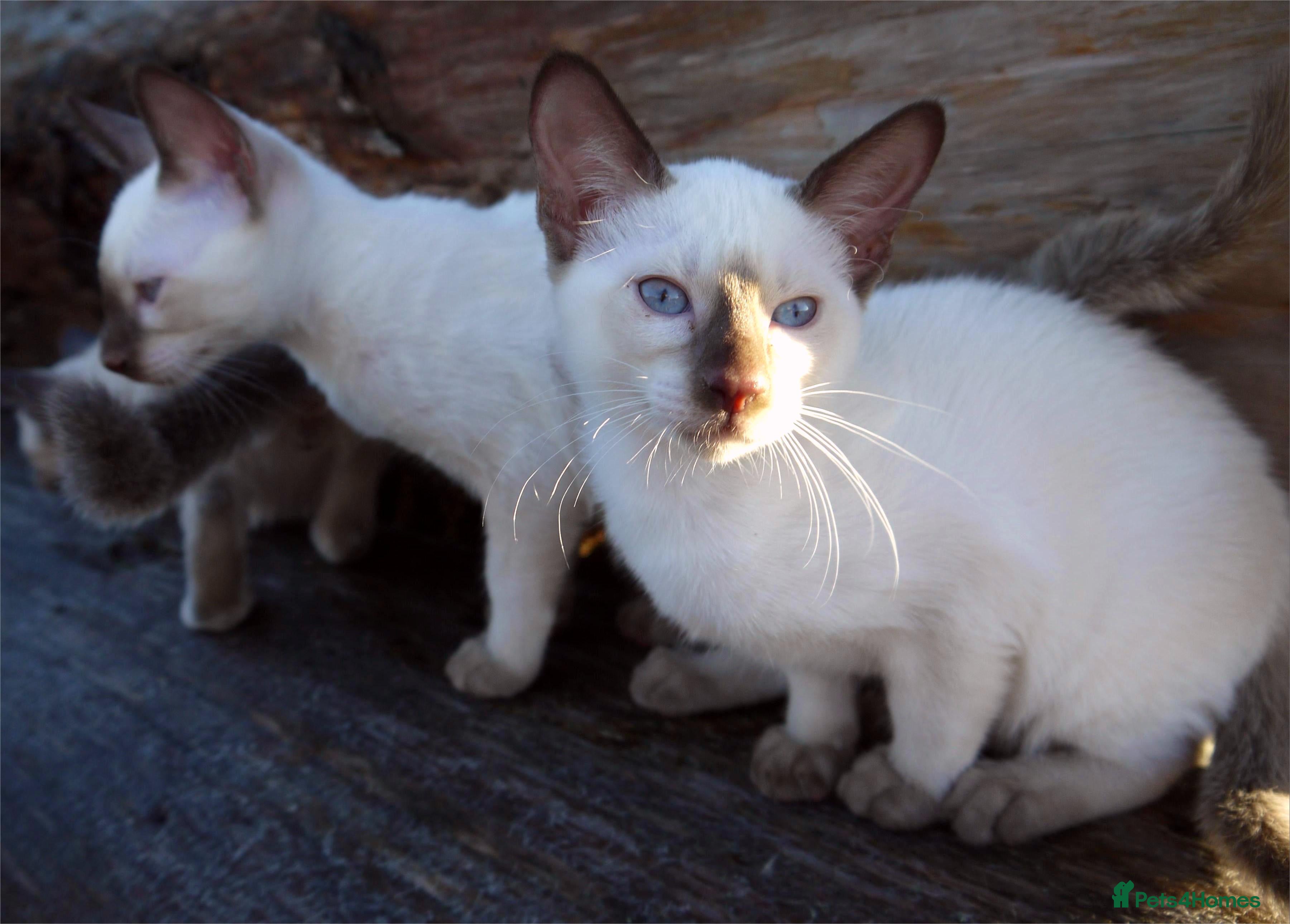 Siamese cats ADORABLE SIAMESE KITTENS - Advert 2