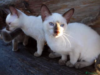 Siamese cats ADORABLE SIAMESE KITTENS - Advert 4