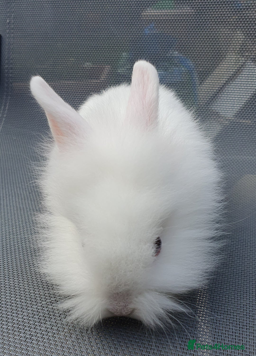 Mini Lop rabbits for sale: Friendly baby rabbits available to loving homes - Image 18