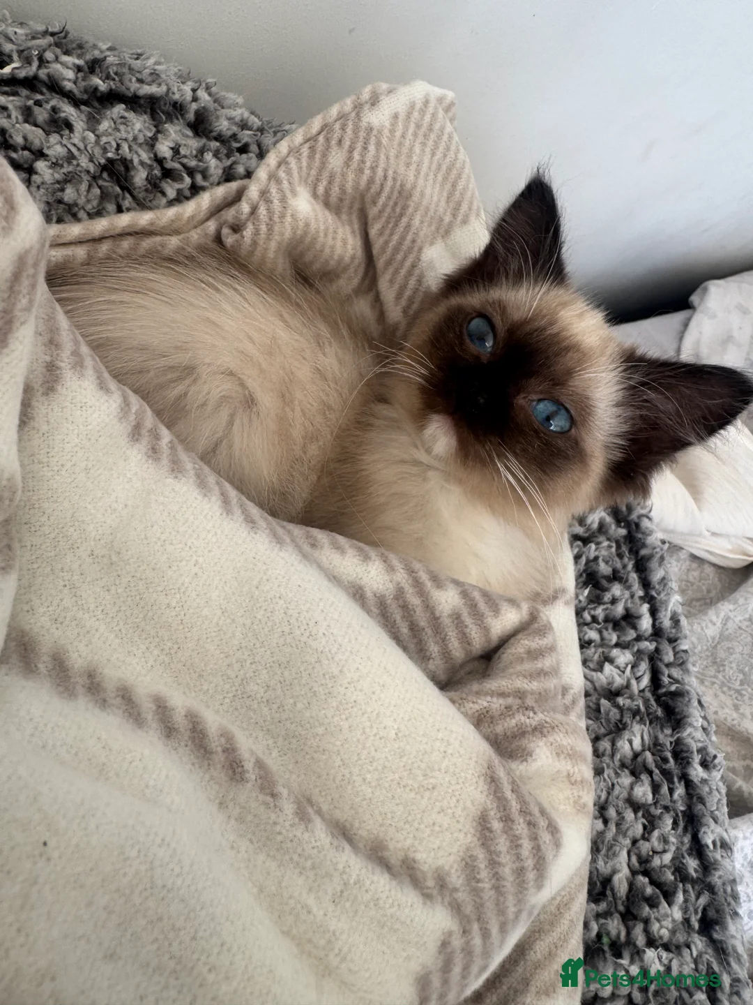 Ragdoll cats for sale: beautiful female ragdoll  - Advert 1