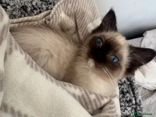 Ragdoll cats beautiful female ragdoll - Advert 1