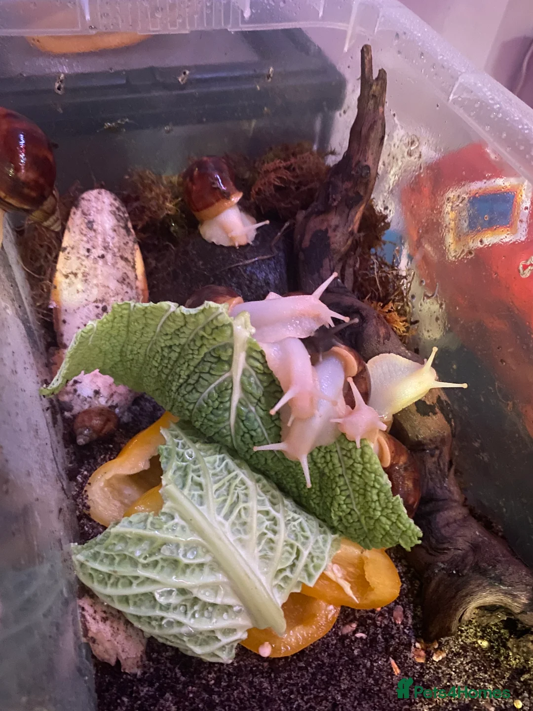 Snails invertebrates for sale: Giant African land snails  - Advert 7