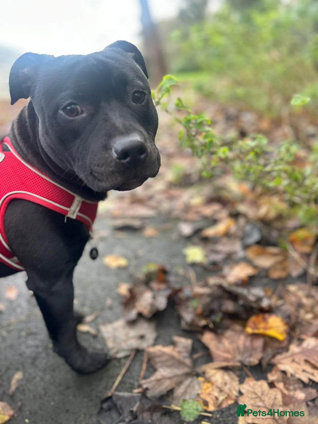 Staffordshire Bull Terrier dogs for stud: Staffordshire bull terrior - Image 5