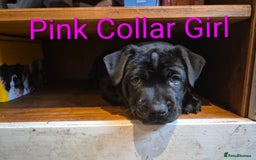 Mixed Breed dogs for sale: Ready to leave 3 Girls Left Shar-Pei x Chow pups  - Image 12