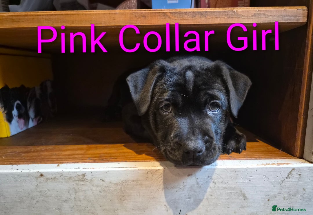 Mixed Breed dogs for sale: Ready to leave 3 Girls Left Shar-Pei x Chow pups  - Image 12