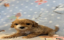 Cavapoo dogs for sale: Beautiful cavapoo pups from family home  - Advert 21
