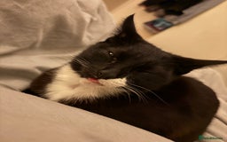 Mixed Breed cats for sale: Tinkerbell and storm - Image 1