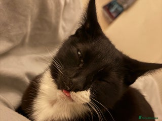 Mixed Breed cats - Advert 9