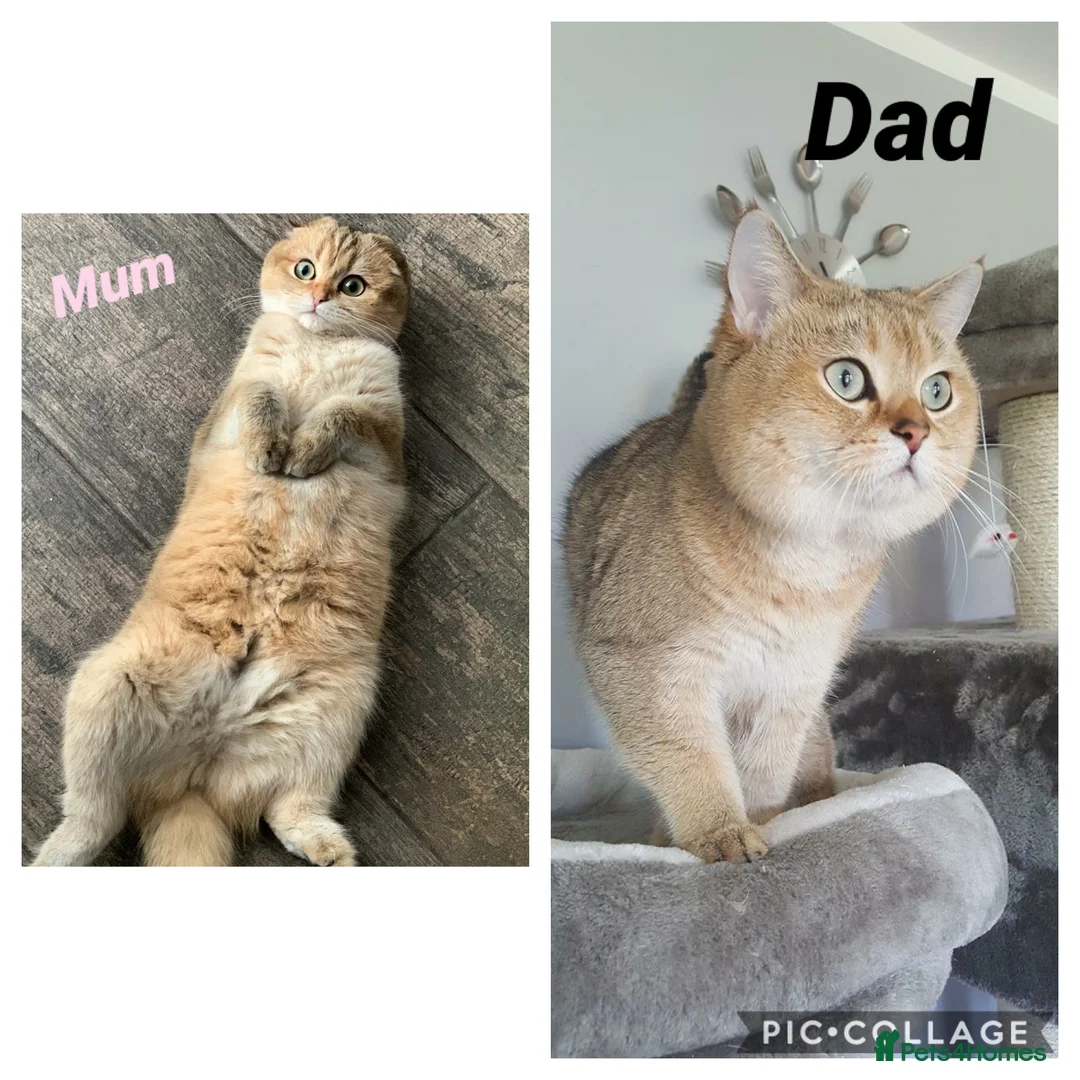 Scottish Fold cats for sale: TICA Active Golden Scottish Fold/ Straight boys - Advert 3