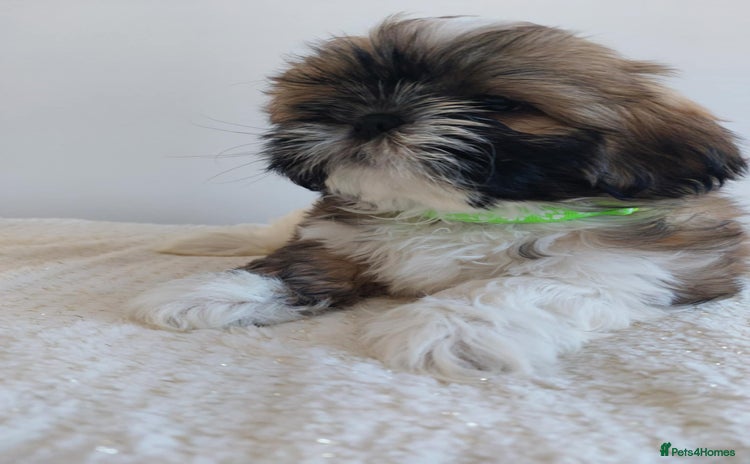 Shih Tzu dogs - Advert 1