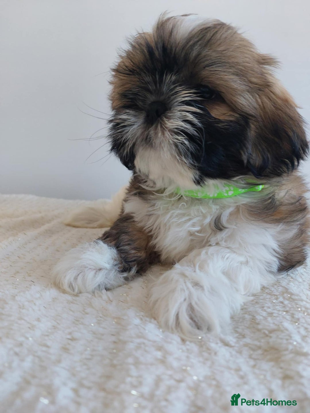 Shih Tzu dogs for sale: Beautiful Shih tzu puppies 🫶🏼 - Image 1