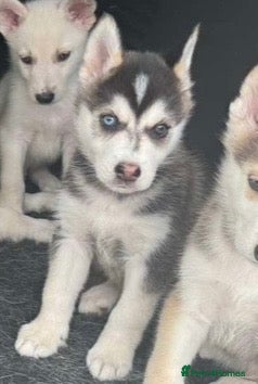 Mixed Breed dogs Husky Hybrid Puppies (Utonagans)  - Advert 2