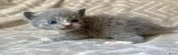 Mixed Breed cats for sale: British Blue/Silver Tabby Babies - Advert 16