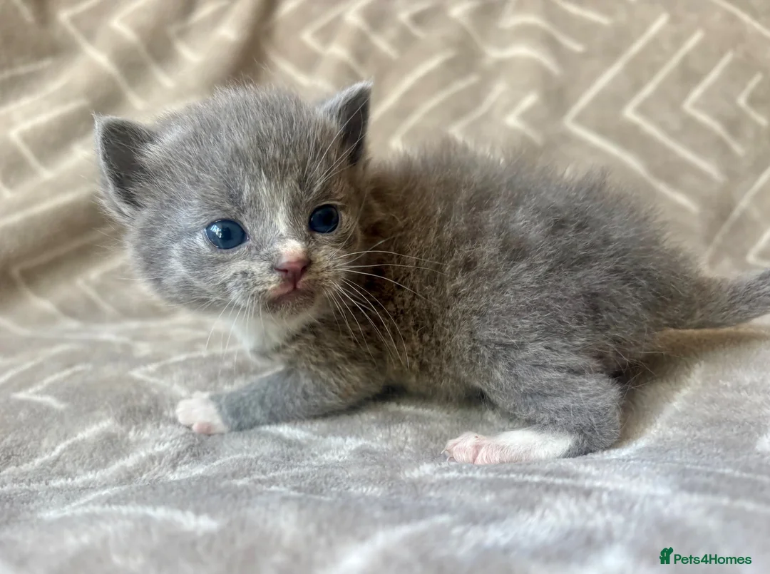 Mixed Breed cats for sale: British Blue/Silver Tabby Babies - Advert 16