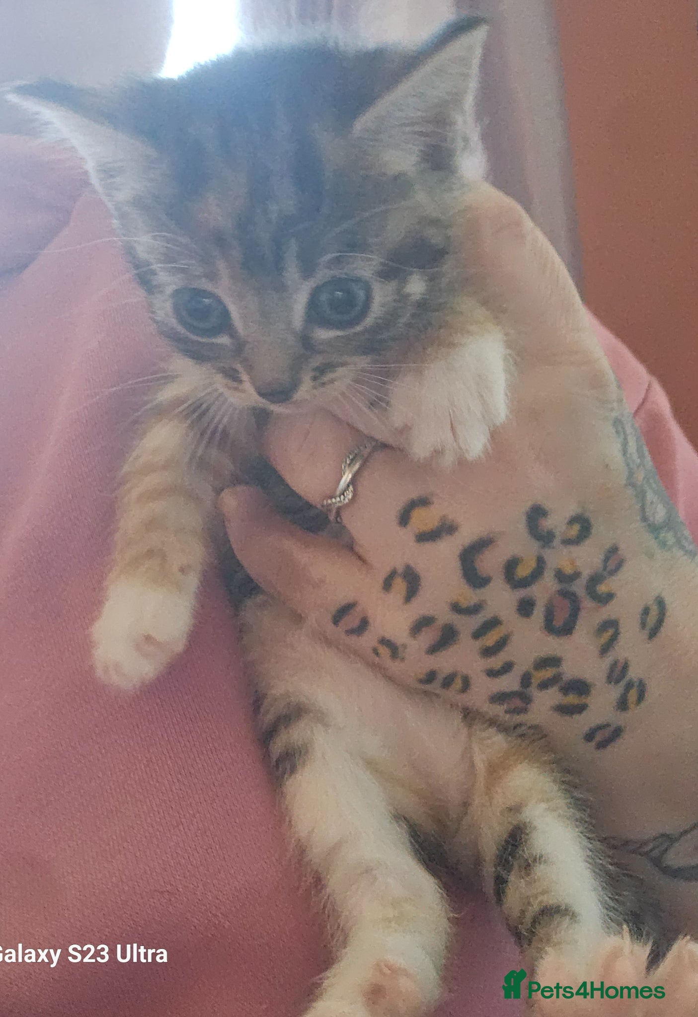 Mixed Breed cats Rare tabby calico girl - Advert 1