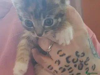 Mixed Breed cats Rare tabby calico girl - Advert 1